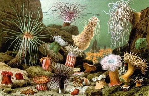 Anemone