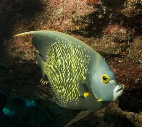 Angelfish