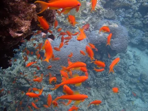 Anthias