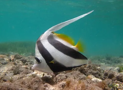 Bannerfish
