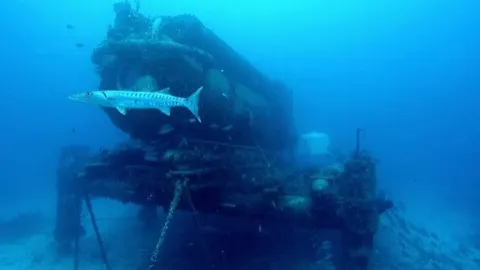 Barracuda