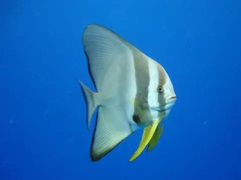 Batfish