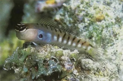 Blenny