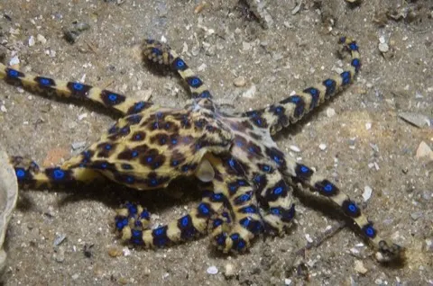 Blue-ringed Octopus