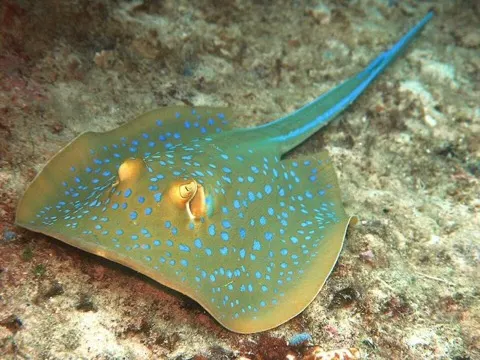 Blue-spotted Ray