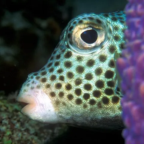 Boxfish