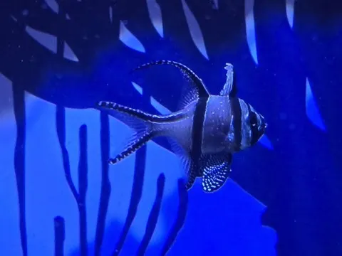 Cardinalfish