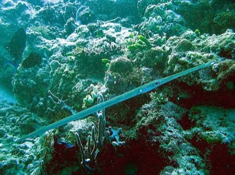 Cornetfish