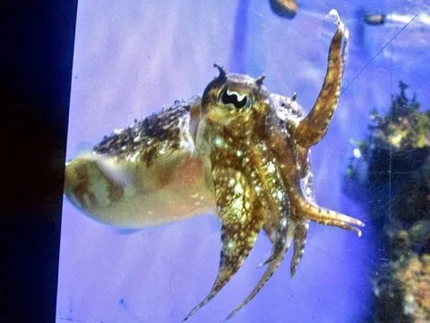 Cuttlefish