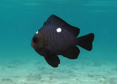 Damselfish