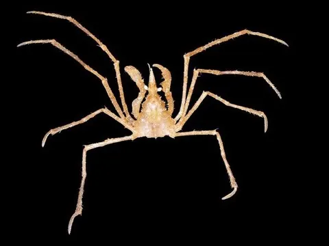 Decorator Crab