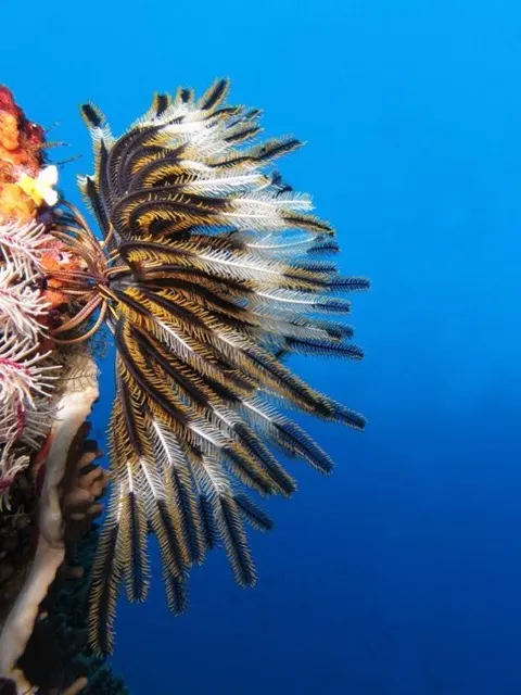 Feather Star