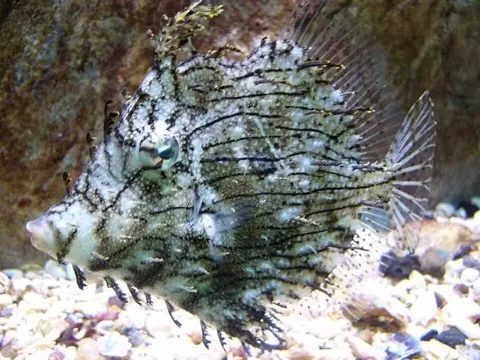 Filefish