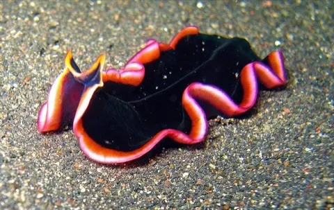 Flatworm