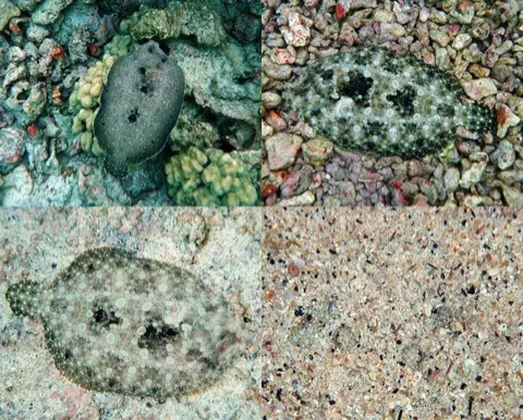 Flounder