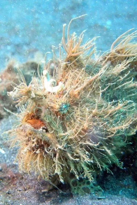 Frogfish