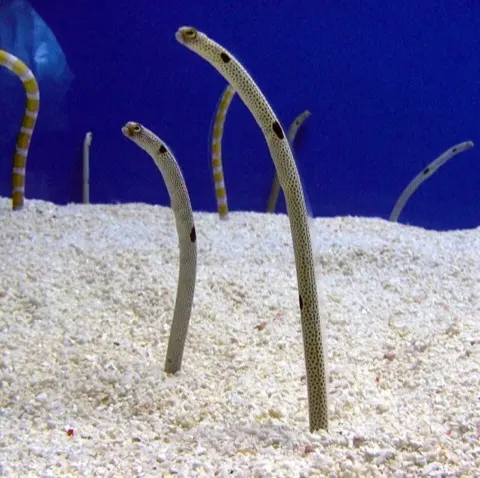 Garden Eel