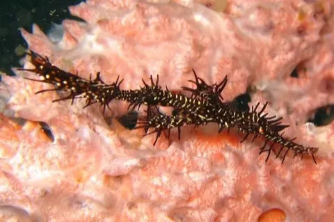 Ghost Pipefish