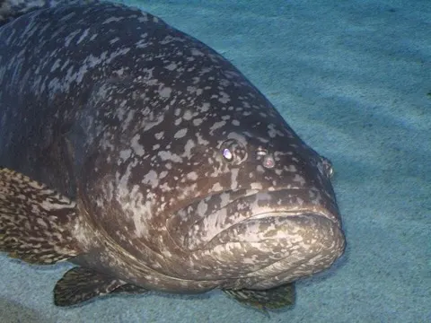 Giant Grouper