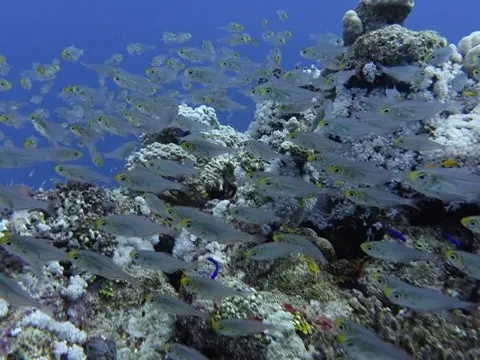 Glassfish
