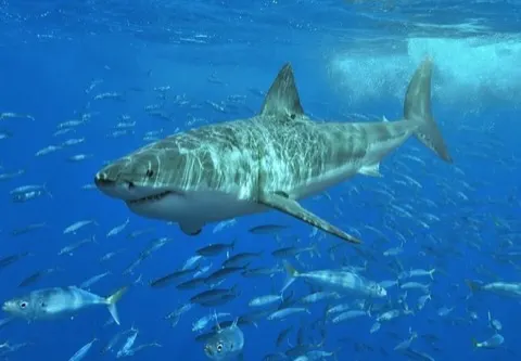 Great White