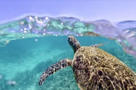 Green Turtle