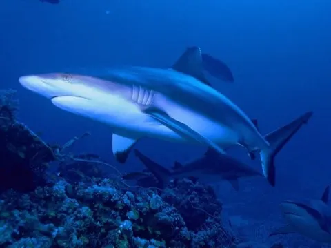 Grey Reef Shark