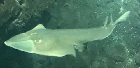 Guitarfish