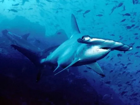 Hammerhead
