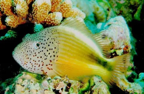 Hawkfish