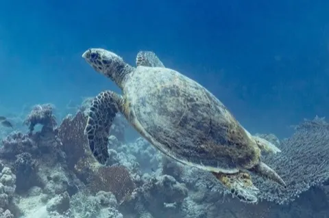 Hawksbill