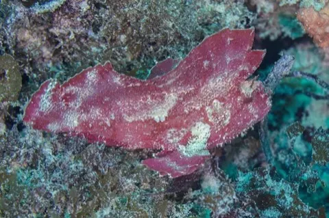 Leaf Scorpionfish