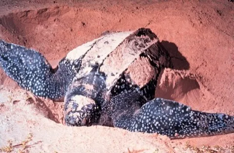 Leatherback