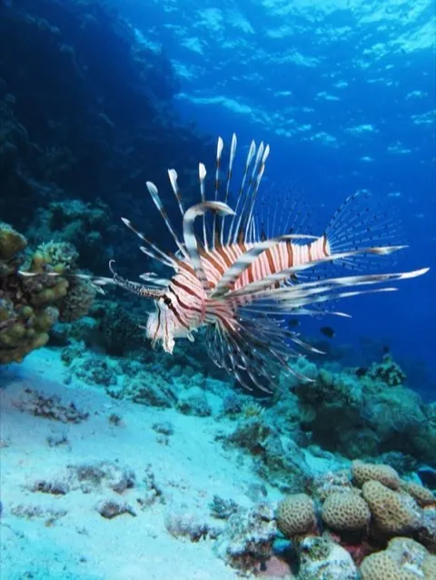 Lionfish