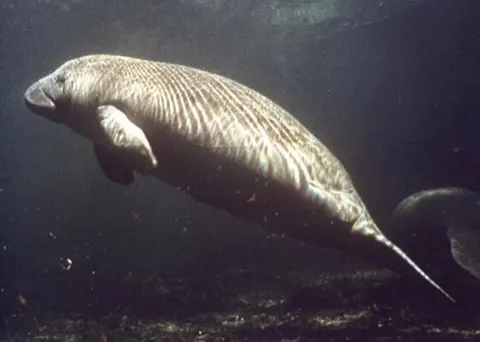 Manatee