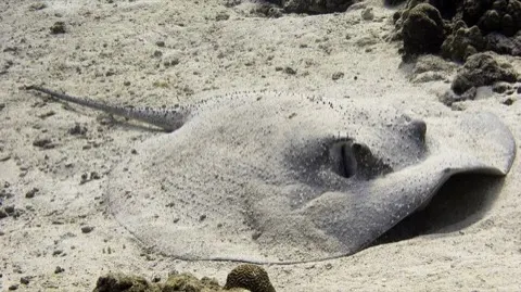 Marble Ray