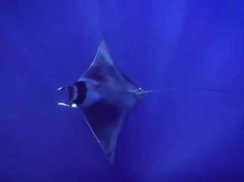 Mobula