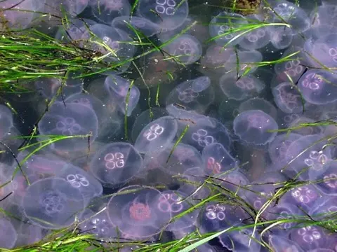 Moon Jelly