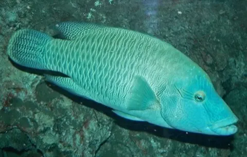 Napoleon Wrasse