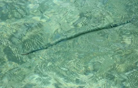 Needlefish