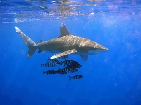 Oceanic Whitetip