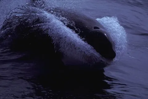 Orca