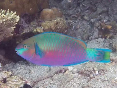 Parrotfish
