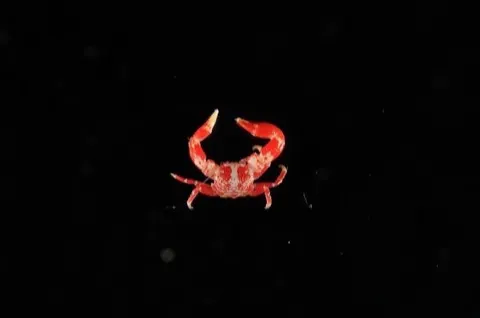 Porcelain Crab