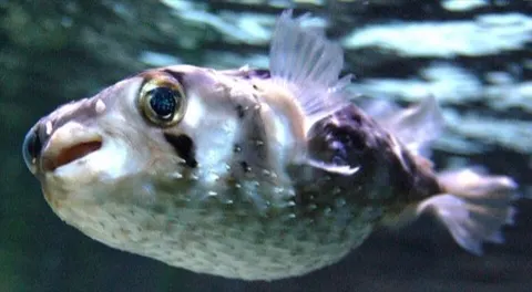 Porcupinefish