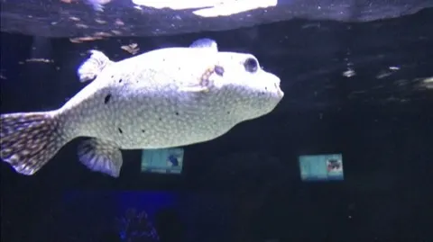 Pufferfish