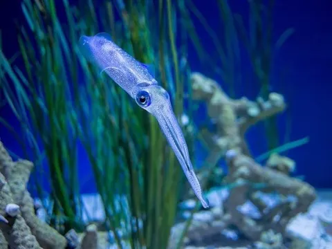 Reef Squid