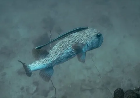 Remora