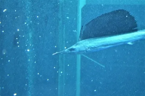 Sailfish