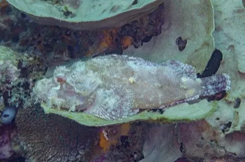 Scorpionfish